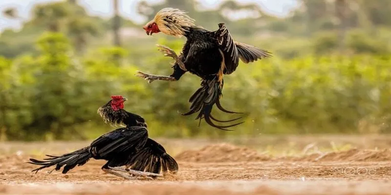 Chế độ dinh dưỡng và Lợi ích của việc luyện cơ chân cho gà chọi