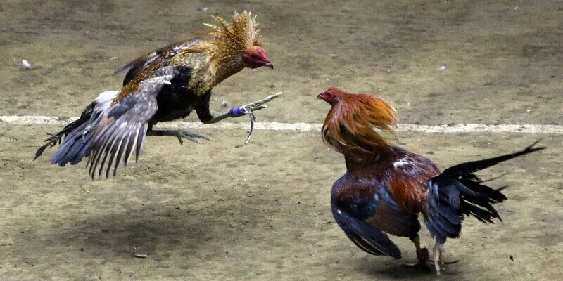 Tìm hiểu các thuật ngữ chuyên ngành đá gà